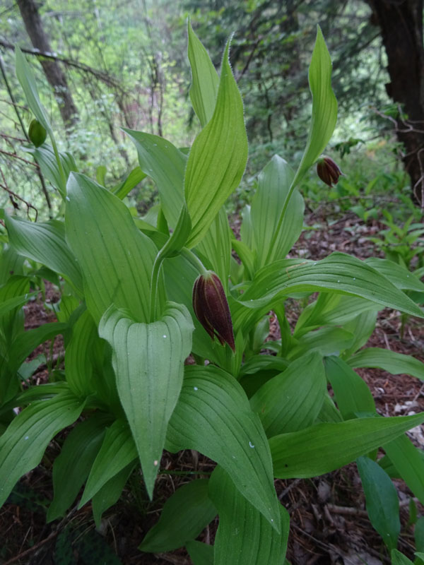 Cypripedium calceolus